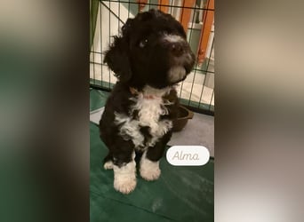 Lagotto Romagnolo Welpen reinrassige