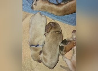 Labrador Welpen mit Ahnenpass