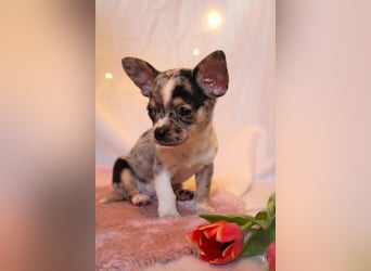 Chihuahuawelpen
