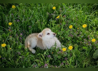 Welpe SCHNUGGI - das verspielte und fröhliche Hundekind freut sich auf seine eigene Familie