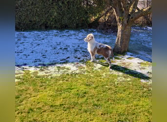 Zauberhafter Australian Shepherd Welpe