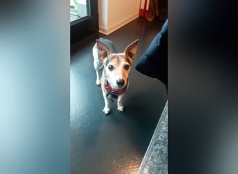 Gina sucht ihr Zuhause