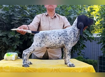 Braque d'Auvergne (Auvergne Vorstehhund) Welpe