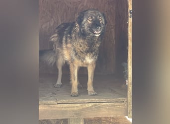 MONTI, Rüde, 7 Jahre, 51 cm, Mischling, Tierschutz