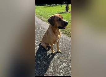 Wurf Cane Corso/Flat & Broholmer