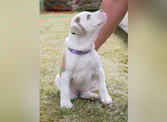 Einzigartige Bully Welpen