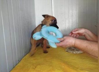 Welpe Milow: Möchte in eine erfahrene Hundefamilie
