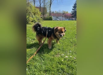 Maks – klein, aber oho! (44869 Bochum)