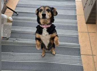 Ruby: Besitzerin unerwartet gestorben