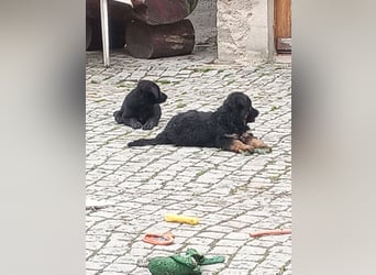 Schäferhund-Mischlingswelpen