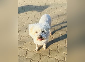 Pihe, geb. 15.03.2020, 45 cm, wartet auf ihre Chance glücklich zu werden