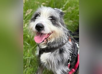 Sonnenschein Greta sucht aktives Zuhause