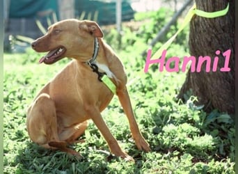 Hanni1 geb. 10/2021 (ESP) - anhängliche, gesellige und fröhliche Labrador-Podenco-Mix Hündin!