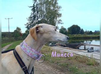 Muñeca 01/2019 (in Deutschland) - ausgeglichene und liebevolle, ganz besondere Galga!