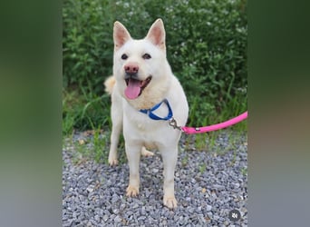Buddy sanfte Seele sucht Familie fürs Leben