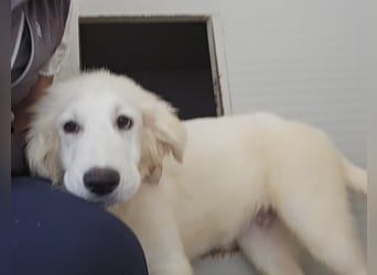 Lars: seine Hobbys: spielen, toben, kuscheln