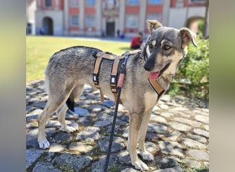 Nadja - freundliche, verspielte Schäferhund-Mix Hündin / Pflegestelle in 38...Remlingen