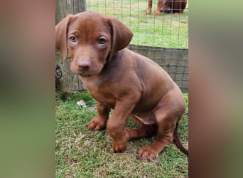 Rhodesian Ridgeback Welpen mit Papieren -Livernose-