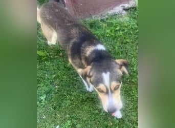 Husky-Mix-Rüde Barki: sozial,offen,treu