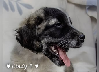, Cindy und Carla suchen ab Mitte Juli ein Zuhause