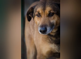 RAMBO sucht liebevolles Zuhause