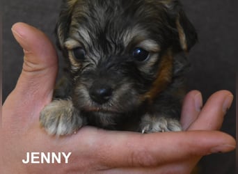 Filou, Pippa, Jenny, Bobby und Flora