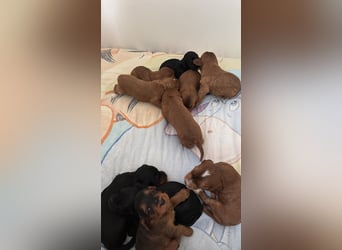 2 Zauberhafte Cockapoo Welpen Rüden  mit Ahnentafel