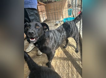 LEXI - bezaubernde Hündin sucht ihr Happy End