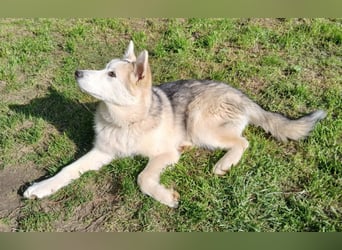 Sina, aufgeschlossene Malamute Mischlingshündin sucht neuen Wirkungskreis