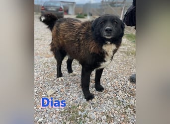 Dias, 10/19 – ruhiger, lieber Schmuser sucht sein Kuschelkörbchen