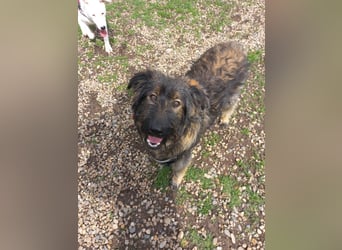 Wuscheliger Grey sucht seine Familie