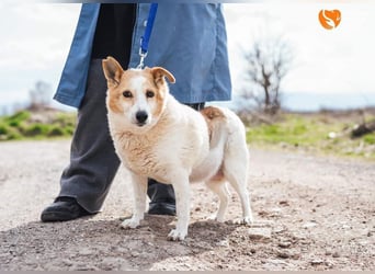 Mila - eine liebevolle Seniorin sucht warmes Körbchen aktuell in 58511 Lüdenscheid