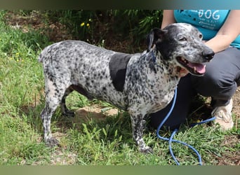 Zauro, Mix Bobtail / Briard / Cattle Dog, lieb und sozial