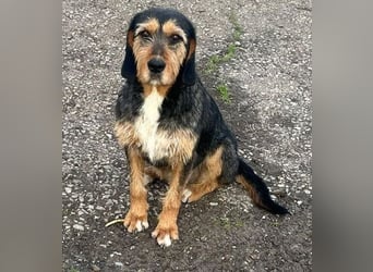 MIA - fantastische Hundedame auf Pflegestelle!