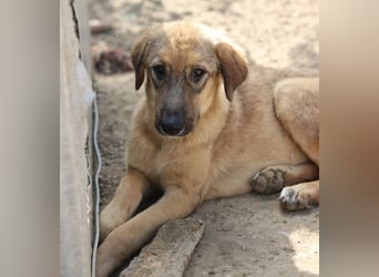 Sophia, geb. ca. 03/2024, lebt in GRIECHENLAND, im städt. Tierheim Serres