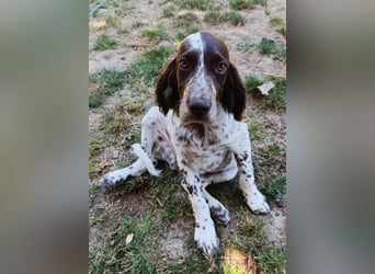 English setter Rüde