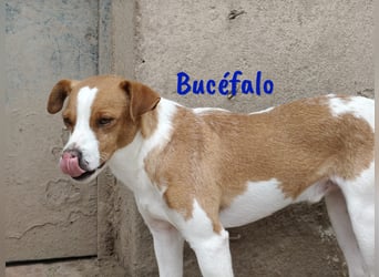 Bucéfalo 12/2022 (ESP) - zärtlicher und lieber, kleiner Bodeguero-Mischling!