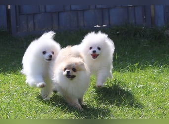 Zwei kleine Eisbären Zwergspitz Pomeranian suchen Kuschelpartner
