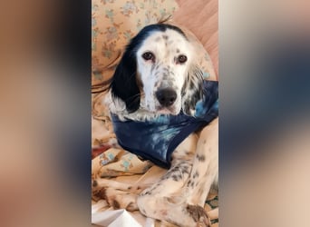 Kora – sensible Setter-Seele sucht liebevolles Zuhause!