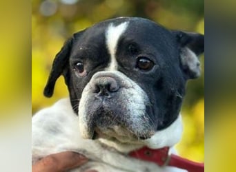ROSI französische Bulldogge