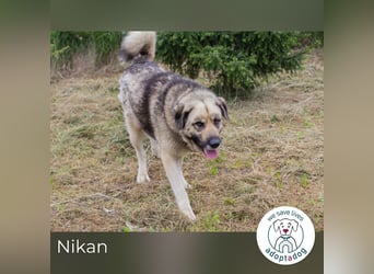 Nikan: Sucht ein Zuhause