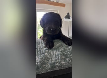 Labradoodle Welpen