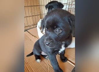 Mily- Kokoni-Mix Mädchen sucht Familie