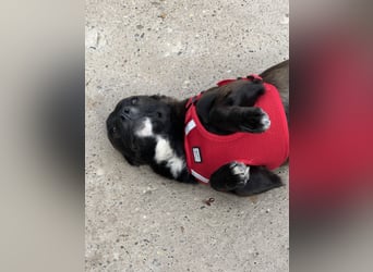 Pebbles - unsere kleine Wirbelmaus