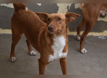 Mowgli