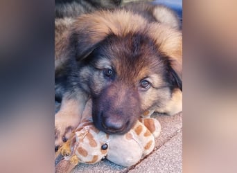 Typvolle Altdeutsche Schäferhund Welpen