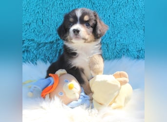 Super schöne Miniature Australian Shepherd Schmusebärchen aus liebevoller Hausaufzucht .