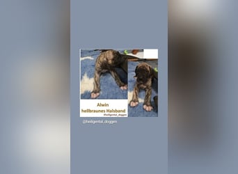 Deutsche Doggen Welpen US Linie Sonderfarben