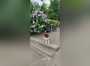 Tiramisu, brauch ein aktives Zuhause