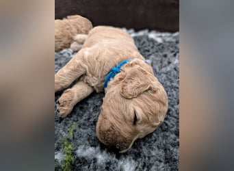 Goldendoodle medium mit Papieren und Ahnentafel
